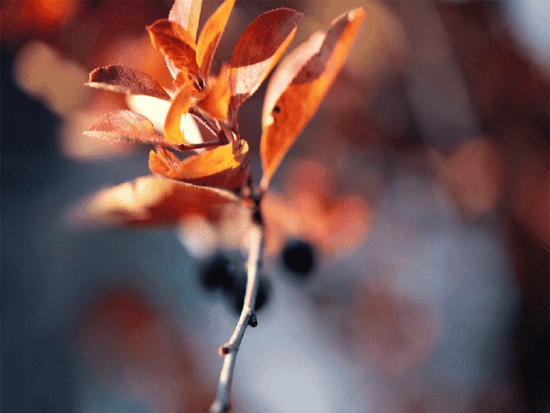 摇控试管婴儿,试管移植后怕啥