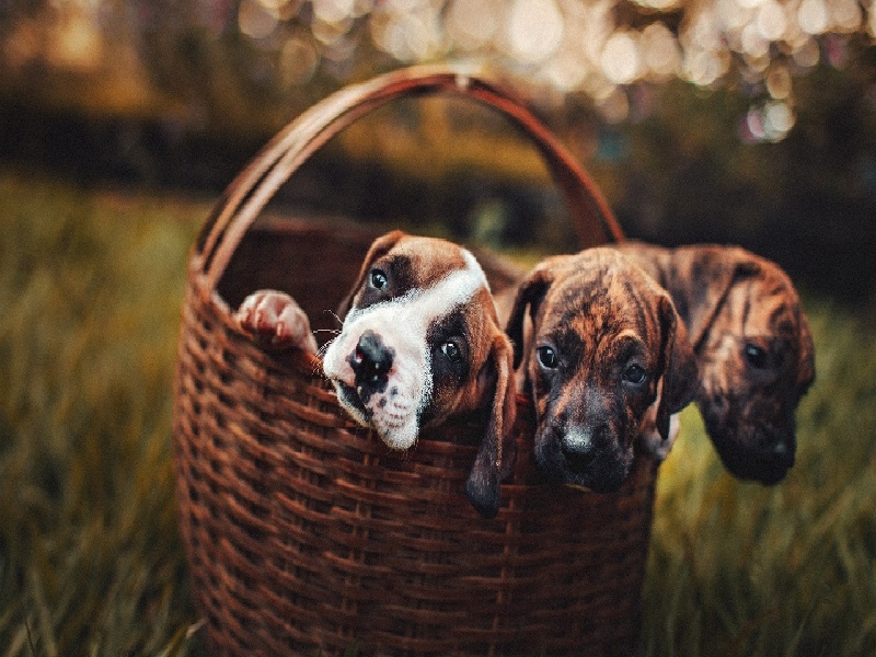 女人不孕检查的费用,试管中药保胎推荐